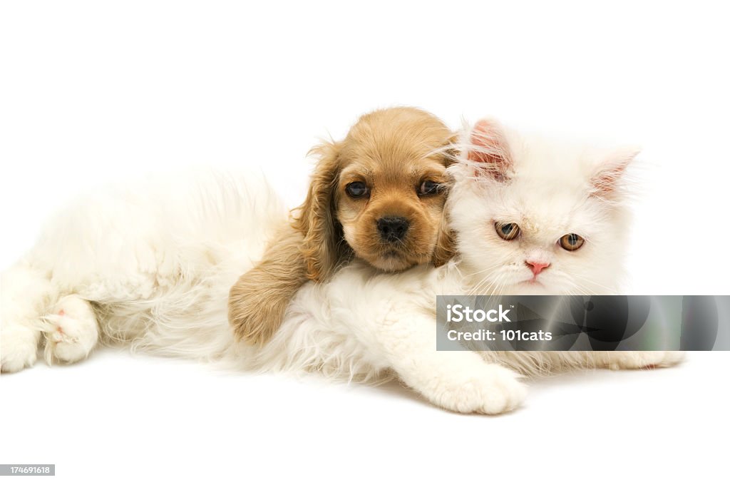 Giovane animali, - Foto stock royalty-free di Cane