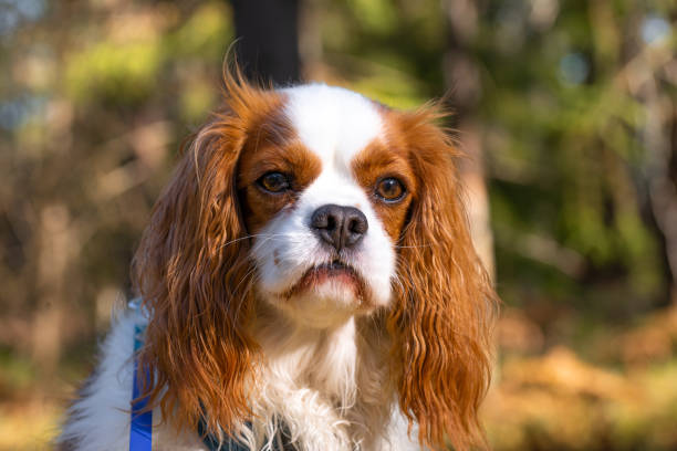 istock Portrait of a Cavalier King Charles Spaniel 1746916426
