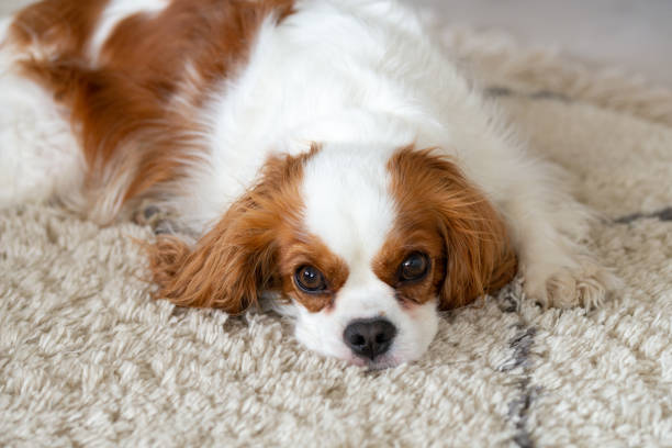 cavalier king charles spaniel acostado en la alfombra - cavalier king charles spaniel fotografías e imágenes de stock