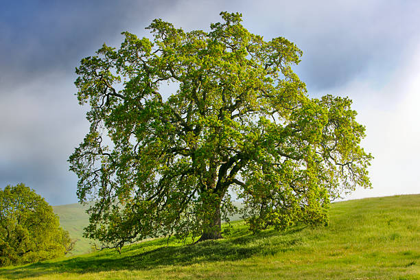 壮大な春のオークます。 - oak tree tree grass hdr ストックフォトと画像