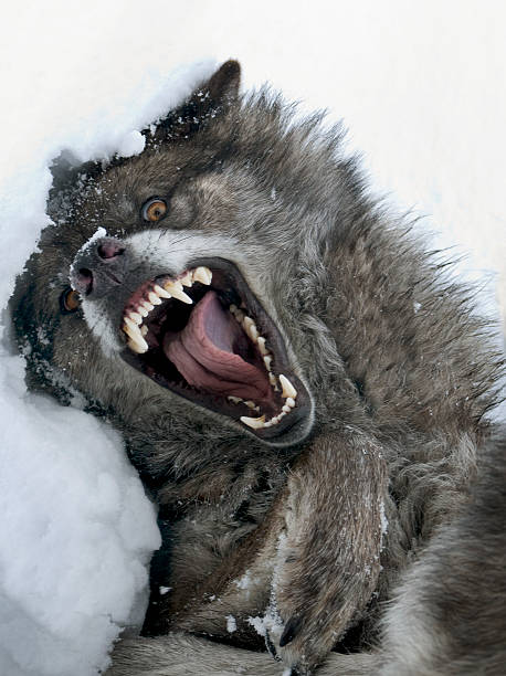 wolf 매우 ferocious 짐승 스톡 사진