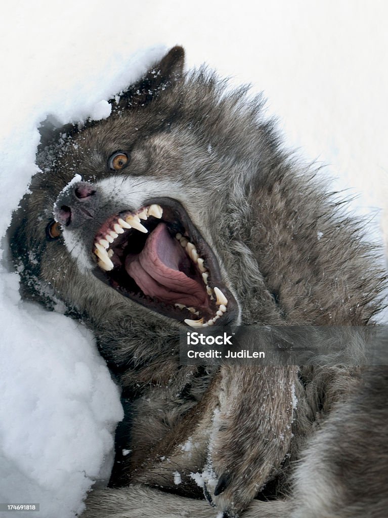 O lobo é muito ferocious animal - Royalty-free Lobo - Cão Selvagem Foto de stock