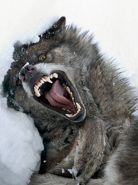 O lobo é muito feroz animal - foto de acervo