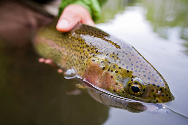 istock Macro Close up Hands Releasing Large Rainbow Trout While Fly-fishing 174692077