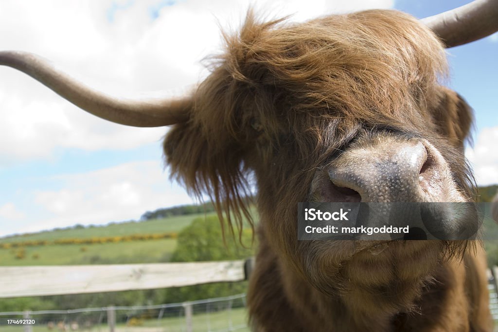 Vacca scozzese - Foto stock royalty-free di Vacca scozzese