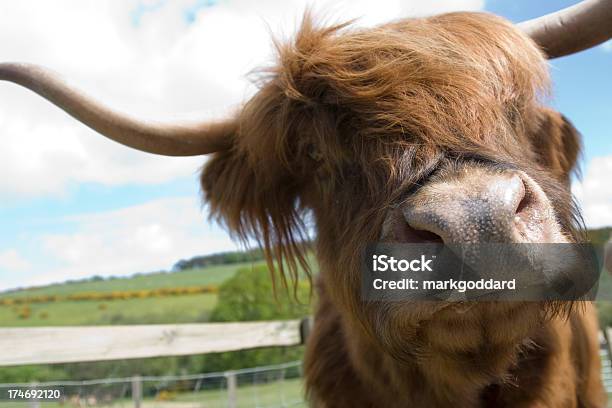 Vacca Scozzese - Fotografie stock e altre immagini di Vacca scozzese - Vacca scozzese, Peloso - Pelo animale, Vacca