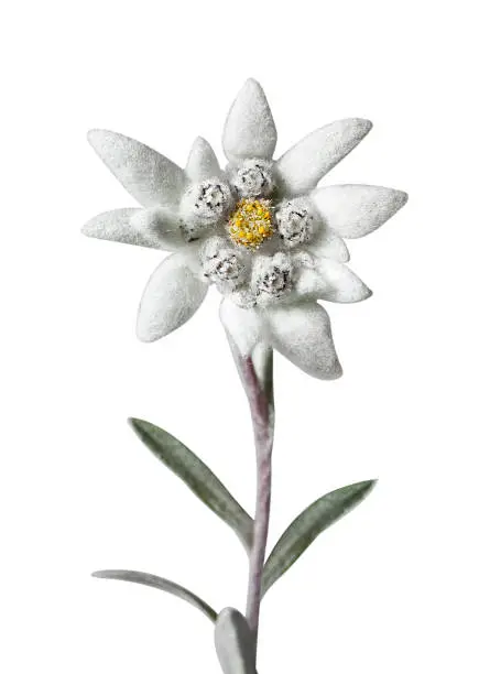 Edelweiss. Please see some similar pictures from my portfolio: