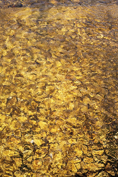rio - golden algae imagens e fotografias de stock