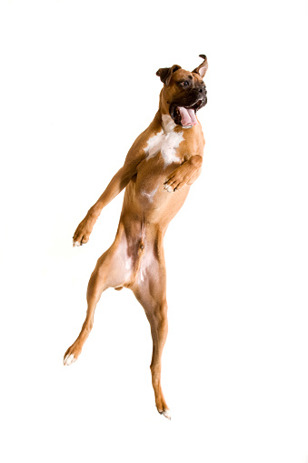 Brown and white boxer dog jumping into the air. Shot on white.