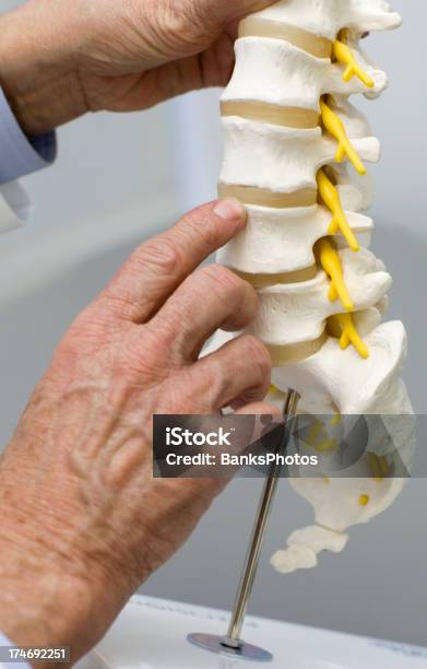Médico A Apontar Na Espinal Disco - Fotografias de stock e mais imagens de Coluna vertebral - Parte do corpo - Coluna vertebral - Parte do corpo, Modelo - Objeto, Doutor