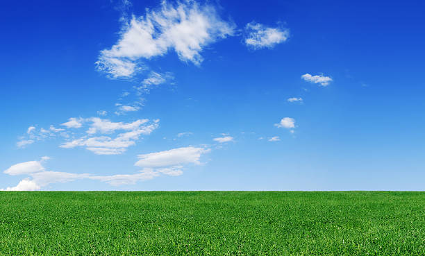 istock Idyllic landscape - Green field and the blue sky 174692258