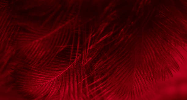istock feather pigeon macro photo. texture or background 1746924002