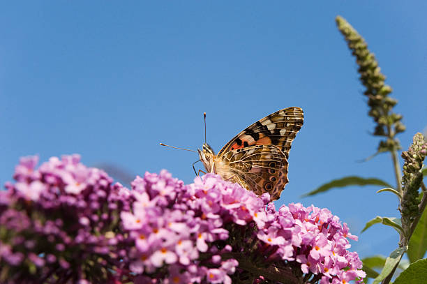 istock painted lady butterfly, Vanessa cardui 174692466