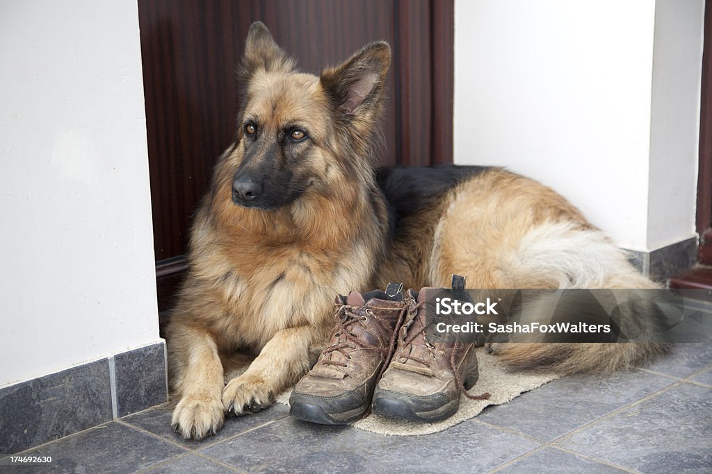 Pies leży na właściciela buty - Zbiór zdjęć royalty-free (Bez ludzi)