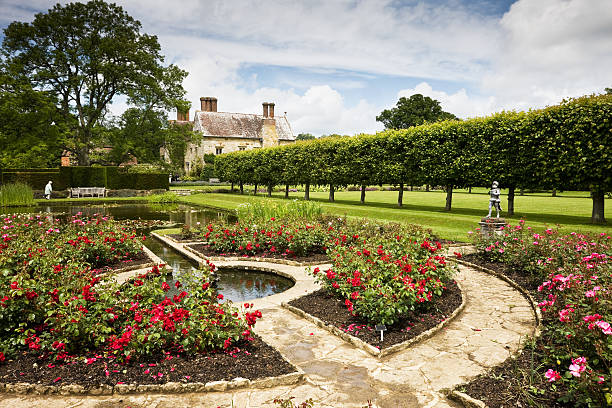 English Rose Garden  elizabethan style stock pictures, royalty-free photos & images