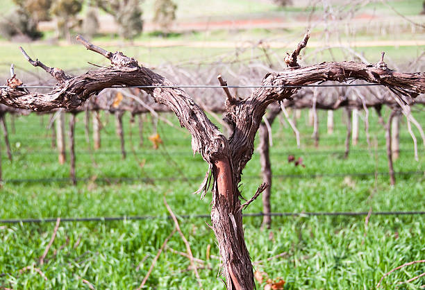 Vineyard Barossa Valley Adelaide South AustraliaSee ‘The Great Outdoors’ Collection