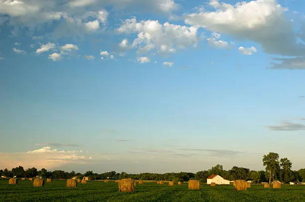 Field of Hay and Barn