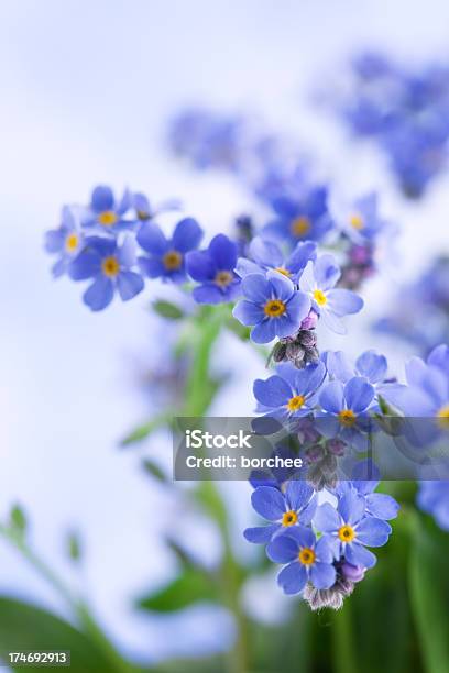 Coloro Che Non Dimenticare Di Me - Fotografie stock e altre immagini di Non ti scordar di me - Non ti scordar di me, Fiore, Sfocato