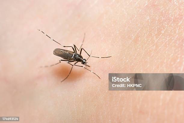 Mosquito Tigre Asiático Morder Pele Alimentação Chupar Sangue - Fotografias de stock e mais imagens de Animal