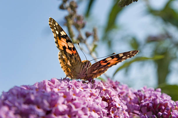 istock peacock butterfly, Inachis io 174693553