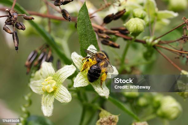 Honey Bee Fills Pollen Baskets From Flower Of White Bryony Stock Photo - Download Image Now