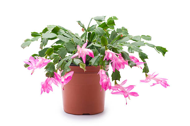 Holiday cactus in bloom stock photo