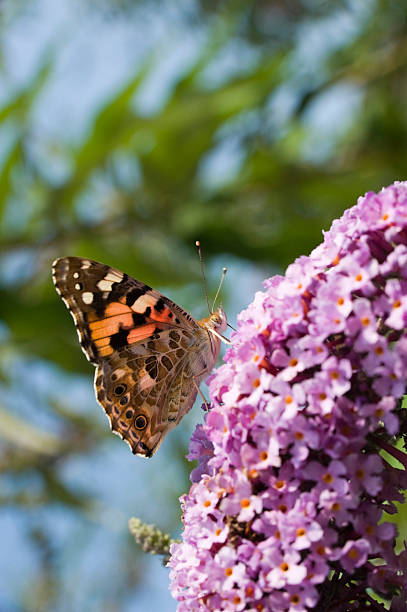 istock painted lady butterfly, Vanessa cardui 174693679
