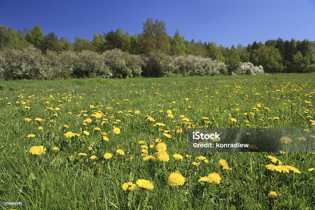 Wiese mit Blumen und grünen Rasen - Lizenzfrei Bildhintergrund Stock-Foto