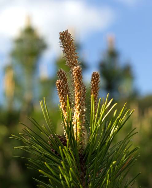 istock Closeup of a branch with cones 1746937965