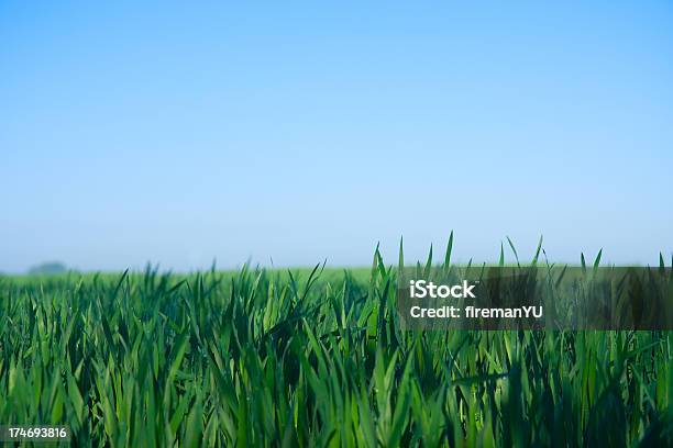 De Cevada - Fotografias de stock e mais imagens de Agricultura - Agricultura, Ao Ar Livre, Azul