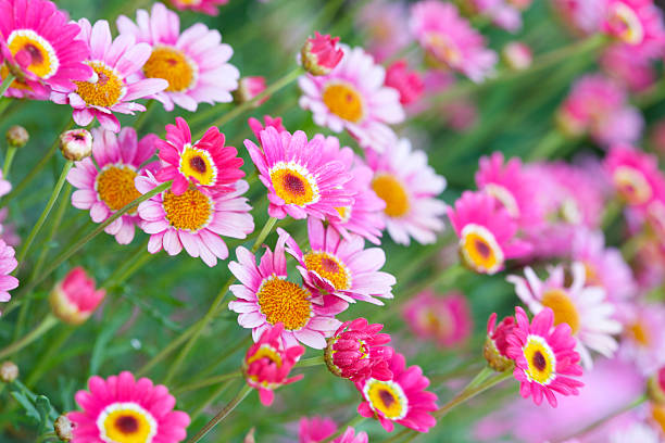 Spring Flowers in bloom in Arizona. Macro Lens.
