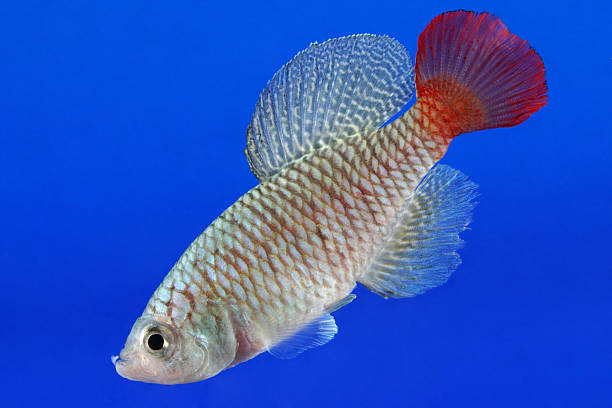 tropical killi fish stock photo