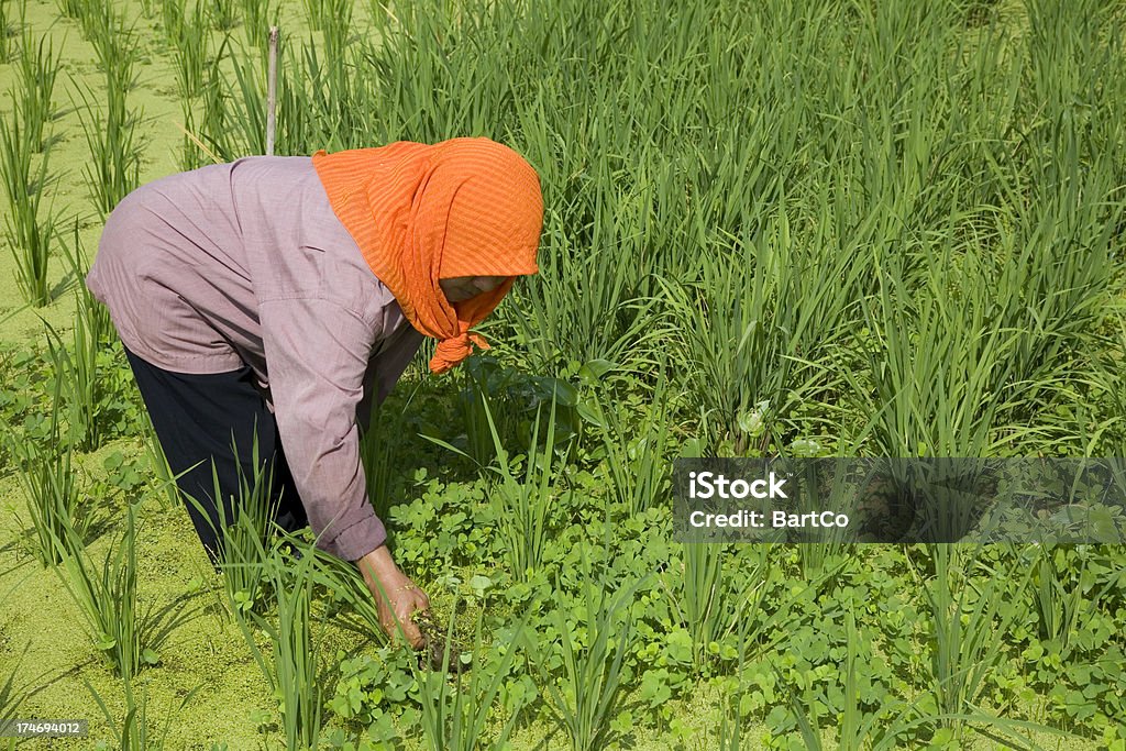 Malaysia, arbeiten am Reisfeld. - Lizenzfrei Arbeiten Stock-Foto