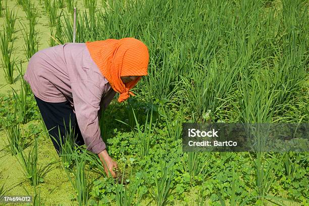 Photo libre de droit de Malaisie Travaillant Sur Une Rizière banque d'images et plus d'images libres de droit de Adulte - Adulte, Adulte d'âge mûr, Agriculture