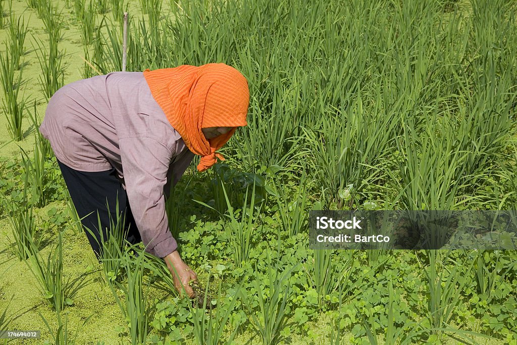 Malezja, praca w Pole ryżowe. - Zbiór zdjęć royalty-free (Archipelag Langkawi)