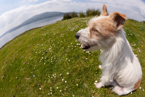 Dog overlooking an island from a hilltop.