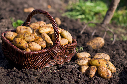 Freshly dug multi-colored potatoes vary in size and collor are covered in soil in wicker basket. Outdoor rustic theme