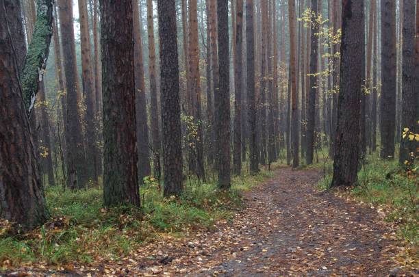 istock winding forest path among autumn trees going into the distance 1746942359