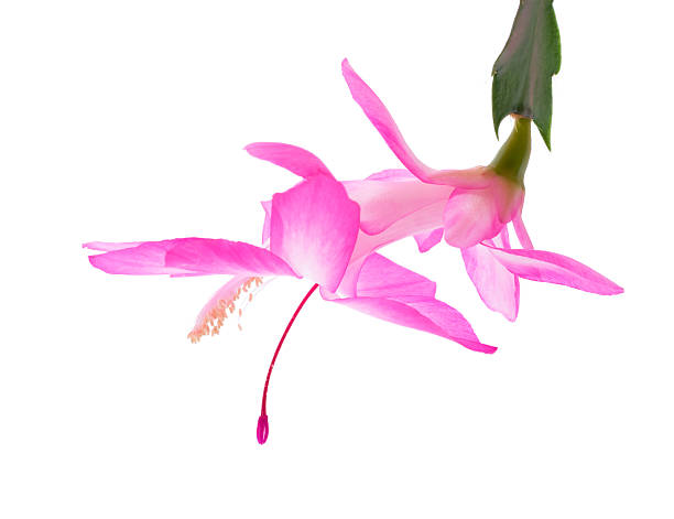 Flower of the Holiday or Christmas Cactus  Schlumbergera (formerly Zygocactus) isolated on white. Flower is approximately 3 inches (7.5cm) in length.