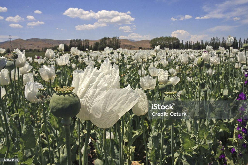 Opium Campo - Foto de stock de Opio libre de derechos
