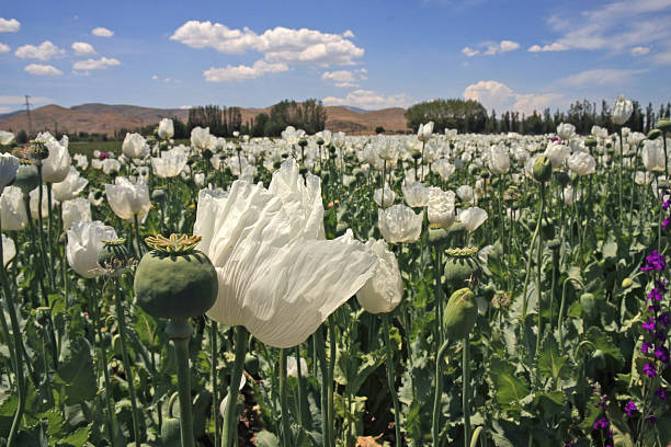 Opium field A field of green poppy heads and flowers. opium poppy stock pictures, royalty-free photos & images