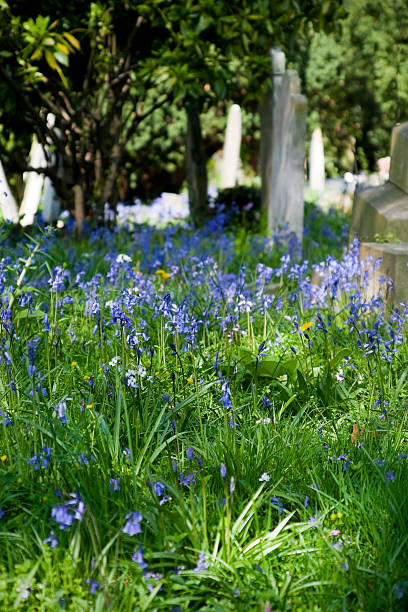 istock Bluebells and gravestones 174694406