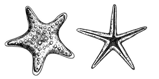 ilustrações de stock, clip art, desenhos animados e ícones de starfish vector illustrations set. hand drawn drawing of star fish in black and white colors. undersea sketch of seashell for icon or logo in outline style. monochrome line art etching of sea shell - etching starfish engraving engraved image