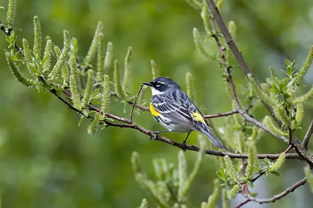 Photo of MyrtleYellow-rumped Warbler