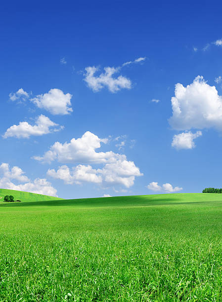 istock Green field and white clouds in the blue sky 174694632