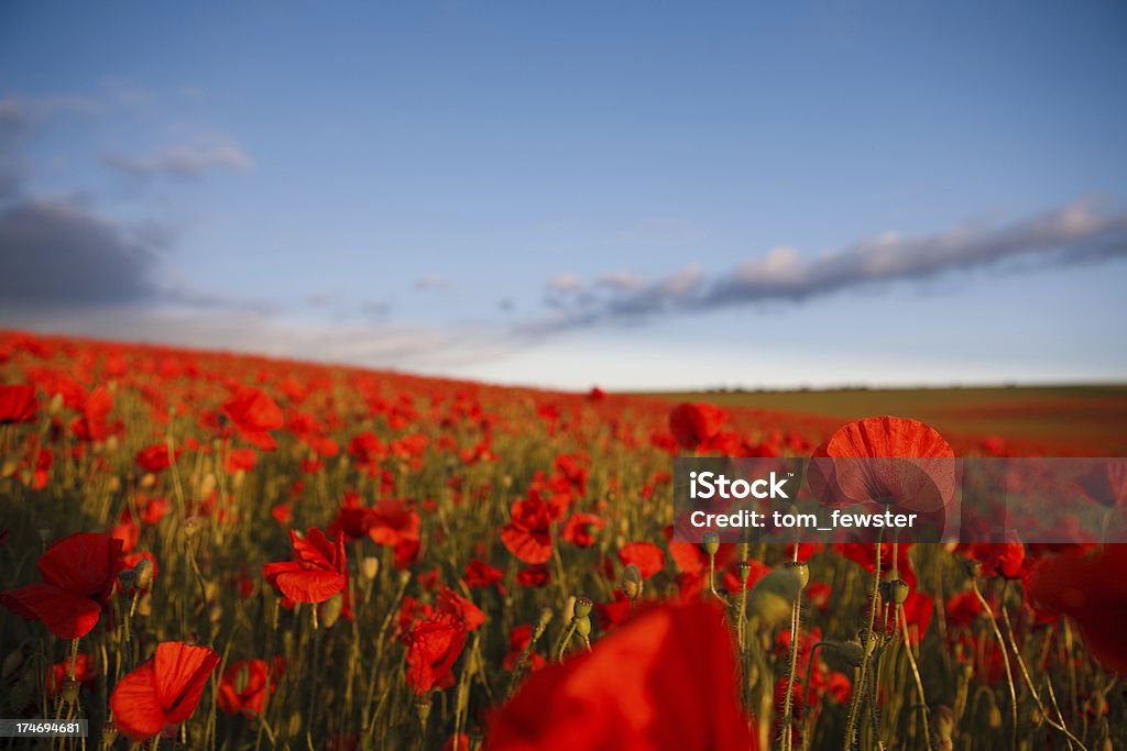 Poppies - Foto stock royalty-free di Ambientazione esterna