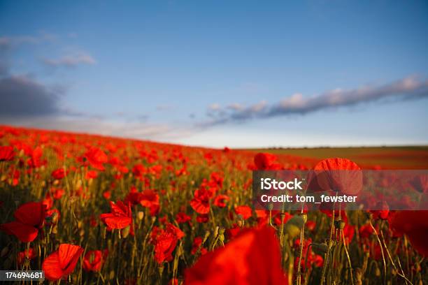 Poppies - Fotografie stock e altre immagini di Ambientazione esterna - Ambientazione esterna, Bellezza naturale, Blu