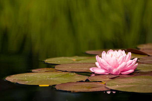 Pink Water Lily Botanical Garden, Denver. Isolated focus. Grasses in background out of focus. botanical garden photos stock pictures, royalty-free photos & images