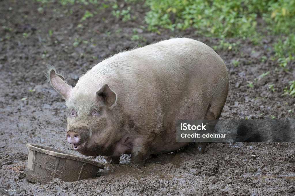 Grand cochon avec des aliments Bucket dans un champ de boue - Photo de Agriculture libre de droits