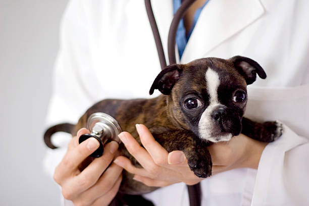 istock Female Veteranarian Holding Puppy With Stethoscope 174694830